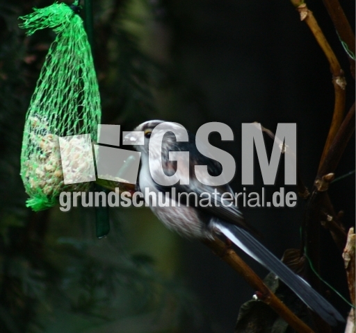 P-Schwanzmeisen 019.jpg